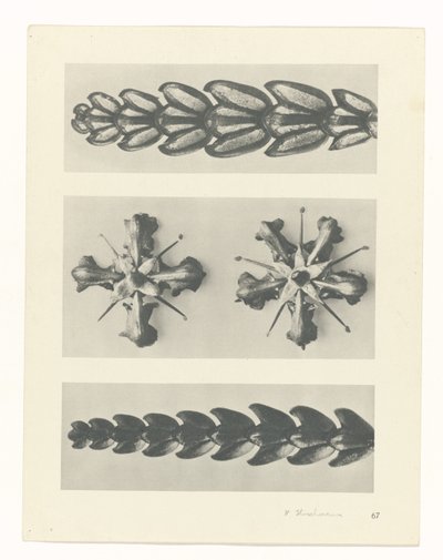 Estudo das plantas
Arquétipos de Arte (título da série) de Karl Blossfeldt