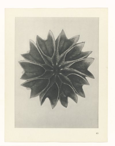 planejar estudo Arquétipos da Arte (título da série) de Karl Blossfeldt