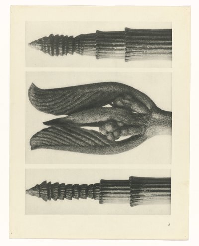 Estudo das plantas
Arquétipos de Arte (título da série) de Karl Blossfeldt