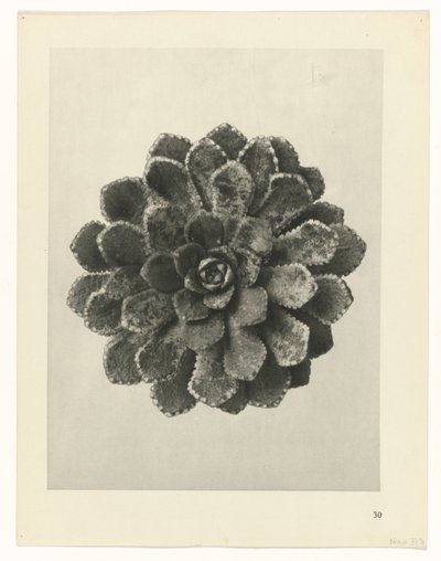 planejar estudo Arquétipos da Arte (título da série) de Karl Blossfeldt