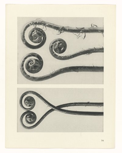 planejar estudo Arquétipos da Arte (título da série) de Karl Blossfeldt