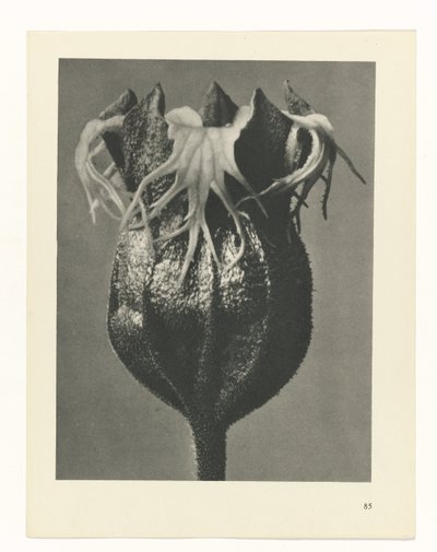 planejar estudo Arquétipos da Arte (título da série) de Karl Blossfeldt