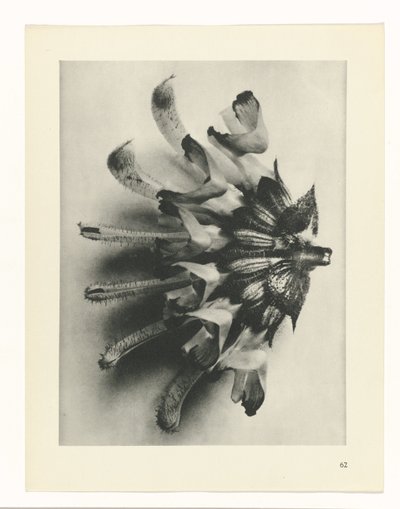 Estudo das plantas
Arquétipos de Arte (título da série) de Karl Blossfeldt