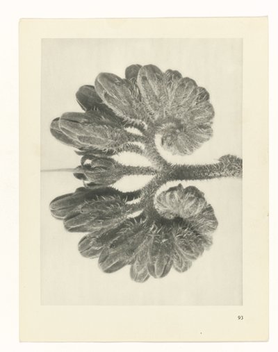 planejar estudo Arquétipos da Arte (título da série) de Karl Blossfeldt
