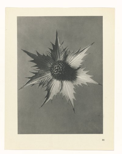 planejar estudo Arquétipos da Arte (título da série) de Karl Blossfeldt