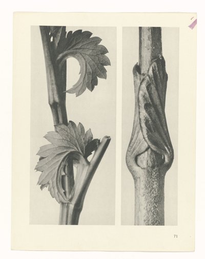 Estudo das plantas
Arquétipos de Arte (título da série) de Karl Blossfeldt