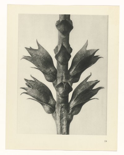 Estudo das plantas
Arquétipos de Arte (título da série) de Karl Blossfeldt