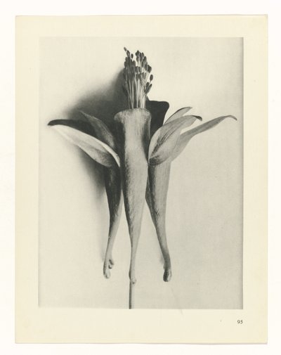 planejar estudo Arquétipos da Arte (título da série) de Karl Blossfeldt