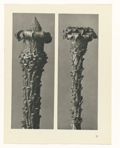 Estudo das plantas
Arquétipos de Arte (título da série) de Karl Blossfeldt