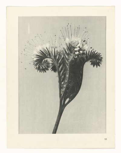 Estudo das plantas
Arquétipos de Arte (título da série) de Karl Blossfeldt