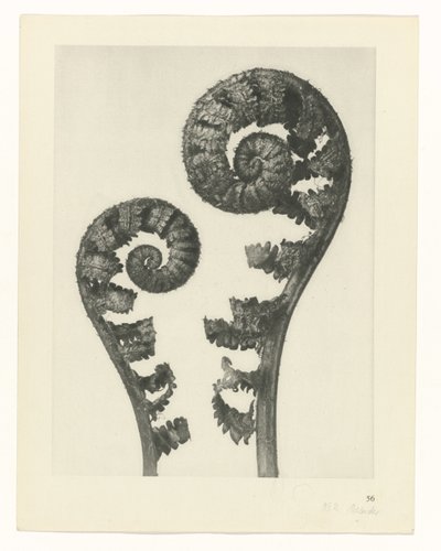 Estudo das plantas
Arquétipos de Arte (título da série) de Karl Blossfeldt