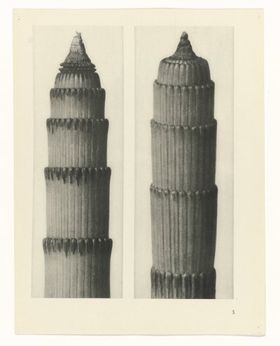 planejar estudo Arquétipos da Arte (título da série) de Karl Blossfeldt