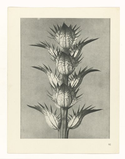 planejar estudo Arquétipos da Arte (título da série) de Karl Blossfeldt