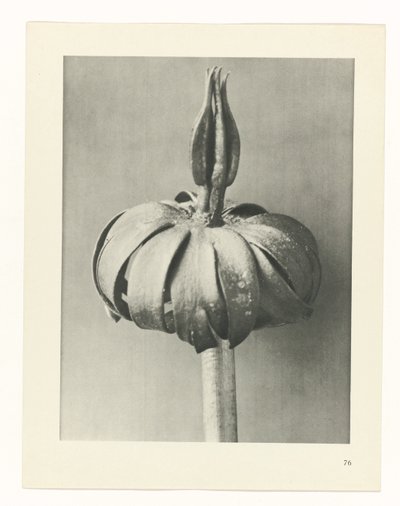 planejar estudo Arquétipos da Arte (título da série) de Karl Blossfeldt