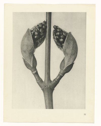 Estudo das plantas
Arquétipos de Arte (título da série) de Karl Blossfeldt