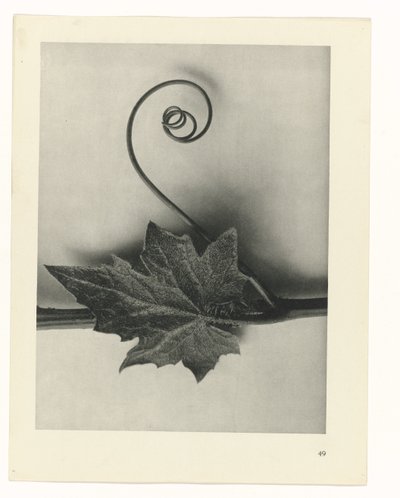 Estudo das plantas
Arquétipos de Arte (título da série) de Karl Blossfeldt