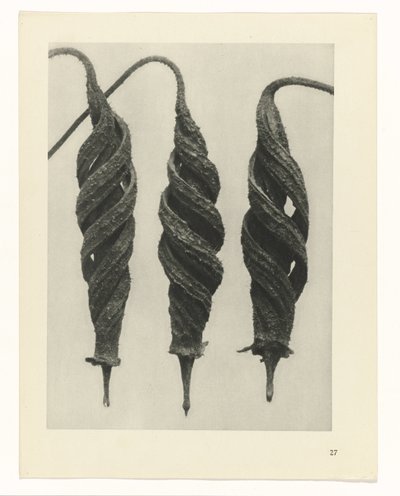 Estudo das plantas
Arquétipos de Arte (título da série) de Karl Blossfeldt