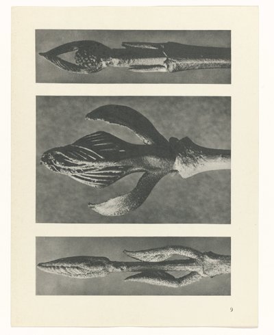 planejar estudo Arquétipos da Arte (título da série) de Karl Blossfeldt