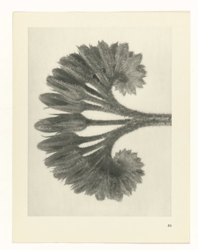 Estudo das plantas
Arquétipos de Arte (título da série) de Karl Blossfeldt