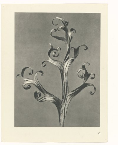 Estudo das plantas
Arquétipos de Arte (título da série) de Karl Blossfeldt