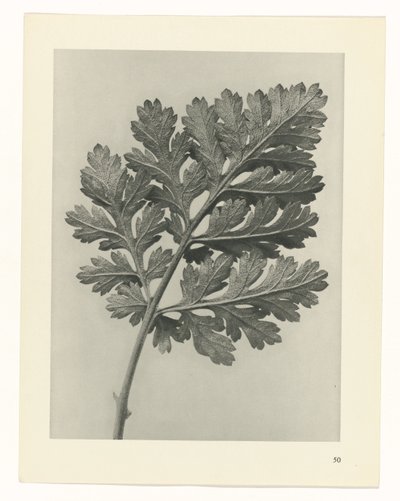 planejar estudo Arquétipos da Arte (título da série) de Karl Blossfeldt