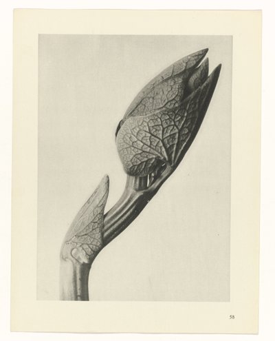 planejar estudo Arquétipos da Arte (título da série) de Karl Blossfeldt