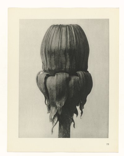Estudo das plantas
Arquétipos de Arte (título da série) de Karl Blossfeldt