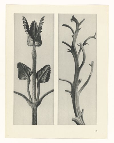 planejar estudo Arquétipos da Arte (título da série) de Karl Blossfeldt