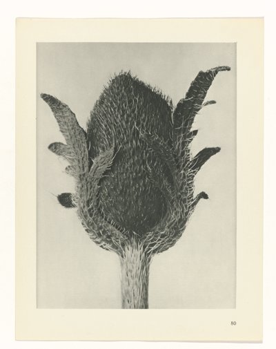 planejar estudo Arquétipos da Arte (título da série) de Karl Blossfeldt