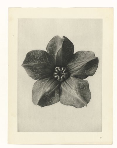 planejar estudo Arquétipos da Arte (título da série) de Karl Blossfeldt