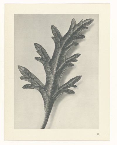 planejar estudo Arquétipos da Arte (título da série) de Karl Blossfeldt