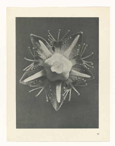 Estudo das plantas
Arquétipos de Arte (título da série) de Karl Blossfeldt