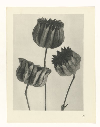 planejar estudo Arquétipos da Arte (título da série) de Karl Blossfeldt
