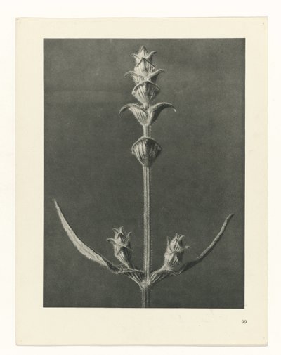 Estudo das plantas
Arquétipos de Arte (título da série) de Karl Blossfeldt