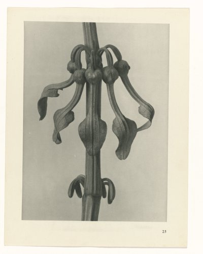 planejar estudo Arquétipos da Arte (título da série) de Karl Blossfeldt