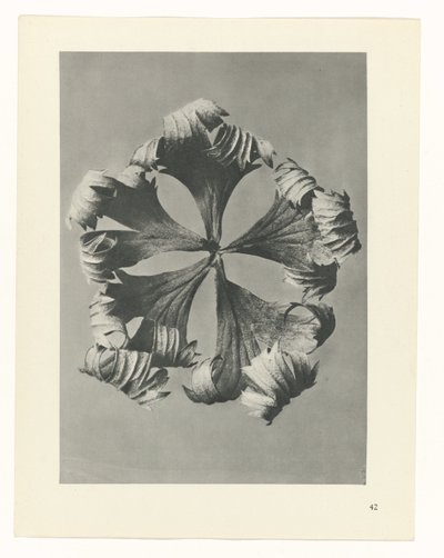 planejar estudo Arquétipos da Arte (título da série) de Karl Blossfeldt