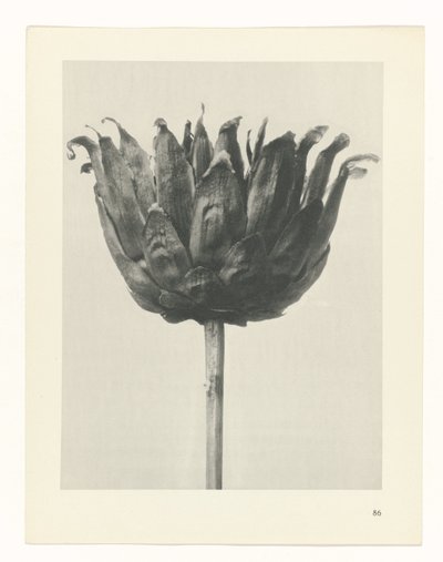 Estudo das plantas
Arquétipos de Arte (título da série) de Karl Blossfeldt