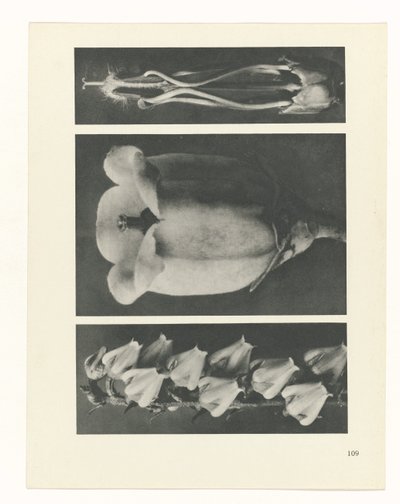 Estudo das plantas
Arquétipos de Arte (título da série) de Karl Blossfeldt