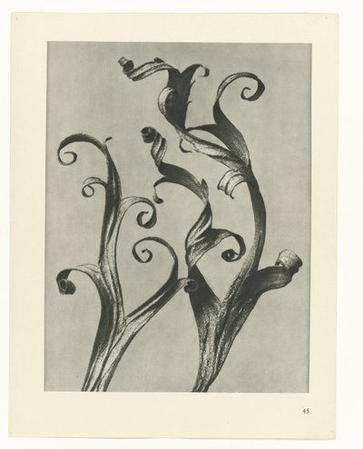 Estudo das plantas
Arquétipos de Arte (título da série) de Karl Blossfeldt