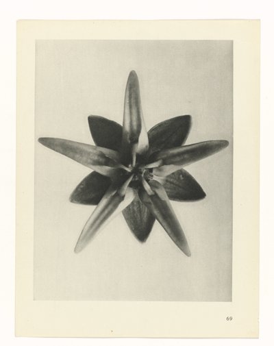 Estudo das plantas
Arquétipos de Arte (título da série) de Karl Blossfeldt
