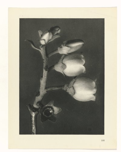 Estudo das plantas
Arquétipos de Arte (título da série) de Karl Blossfeldt