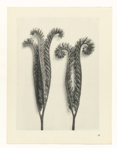 Estudo das plantas
Arquétipos de Arte (título da série) de Karl Blossfeldt