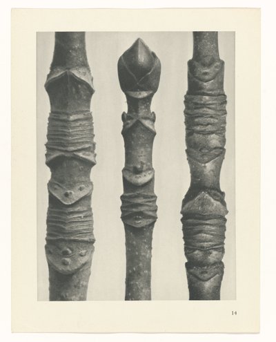 Estudo das plantas
Arquétipos de Arte (título da série) de Karl Blossfeldt