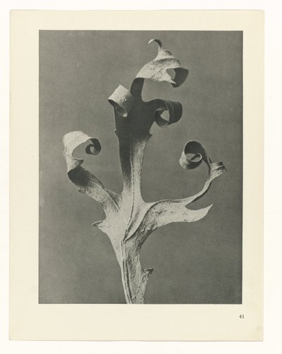 planejar estudo Arquétipos da Arte (título da série) de Karl Blossfeldt