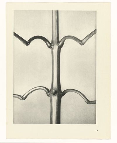 planejar estudo Arquétipos da Arte (título da série) de Karl Blossfeldt