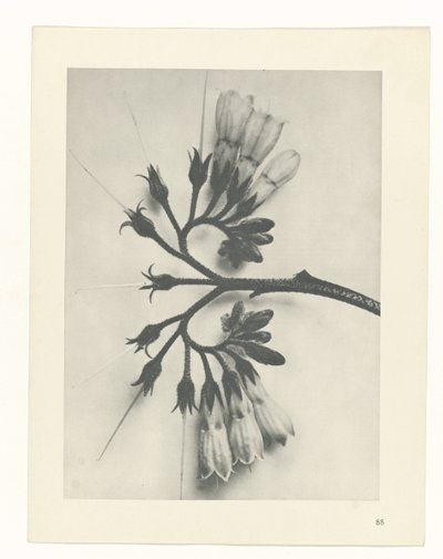 Estudo das plantas
Arquétipos de Arte (título da série) de Karl Blossfeldt
