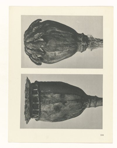 planejar estudo Arquétipos da Arte (título da série) de Karl Blossfeldt