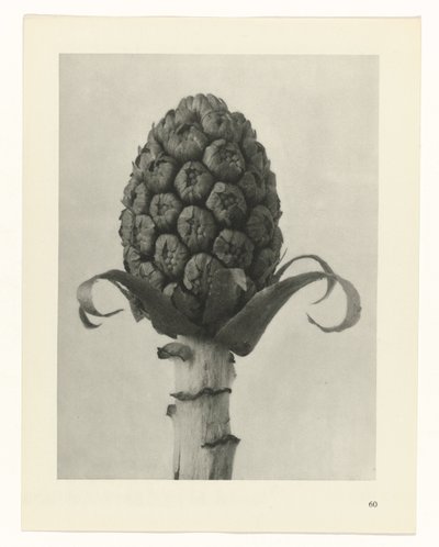 planejar estudo Arquétipos da Arte (título da série) de Karl Blossfeldt