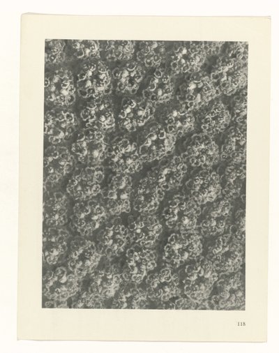 planejar estudo Arquétipos da Arte (título da série) de Karl Blossfeldt