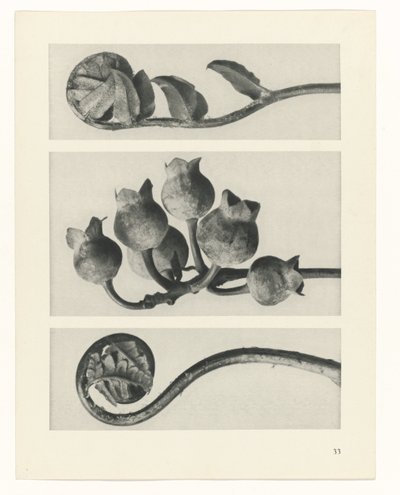 Estudo das plantas
Arquétipos de Arte (título da série) de Karl Blossfeldt